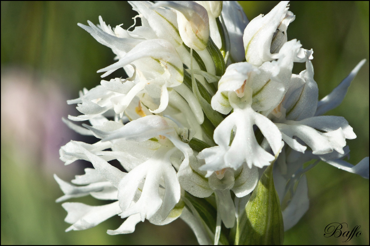 Neotinea tridentata